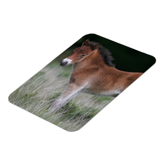 Foal Standing Magneet (Linkerzijde)