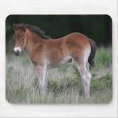 Foal Standing Muismat (Voorkant)