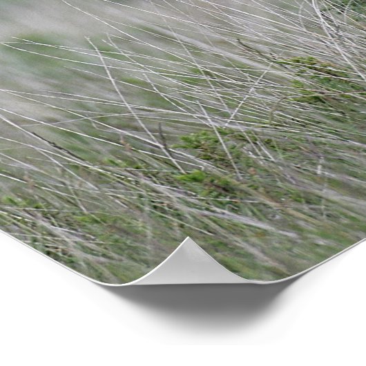 Foal Standing Poster (Hoek)