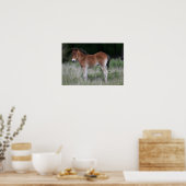 Foal Standing Poster (Keuken)