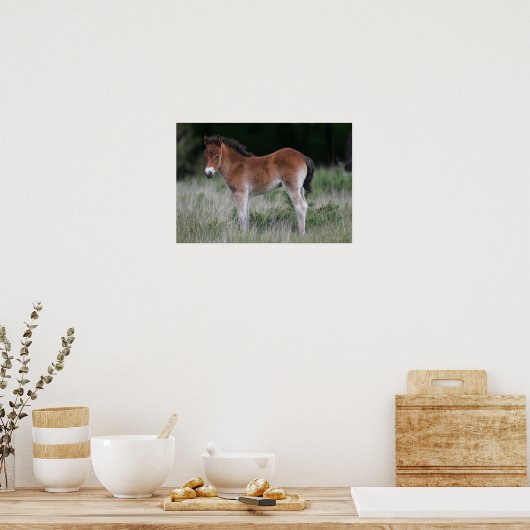Foal Standing Poster (Keuken)