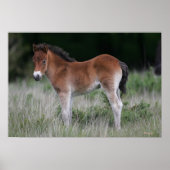 Foal Standing Poster (Voorkant)