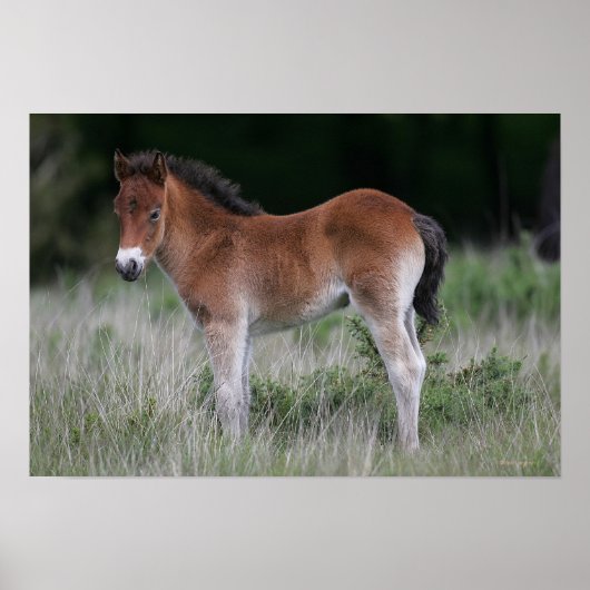 Foal Standing Poster (Voorkant)