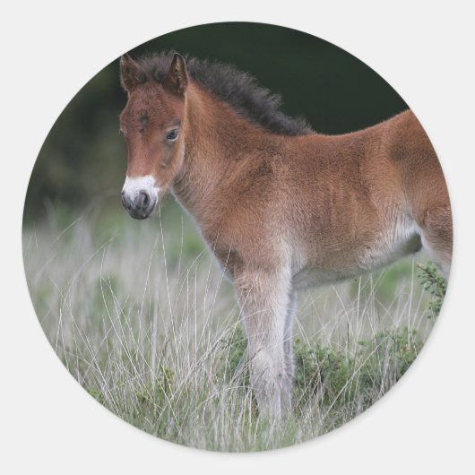 Foal Standing Ronde Sticker (Voorkant)