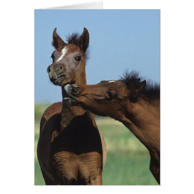 Foalen afspelen 2 (Voorkant)