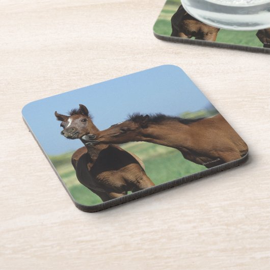 Foalen afspelen 2 bier onderzetter (Linkerzijde)