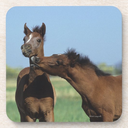 Foalen afspelen 2 bier onderzetter (Voorkant)