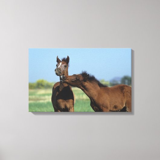 Foalen afspelen 2 canvas afdruk (Voorkant)