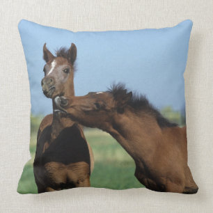 Foalen afspelen 2 kussen