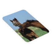Foalen afspelen 2 magneet (Rechterzijde)