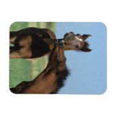 Foalen afspelen 2 magneet (Horizontaal)