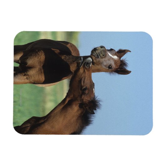 Foalen afspelen 2 magneet (Horizontaal)