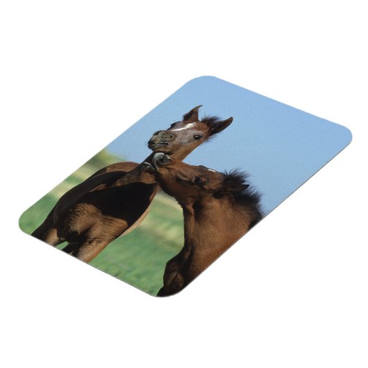 Foalen afspelen 2 magneet (Linkerzijde)