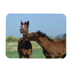 Foalen afspelen 2 magneet