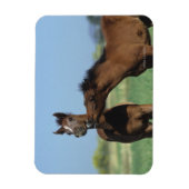 Foalen afspelen 2 magneet (Verticaal)