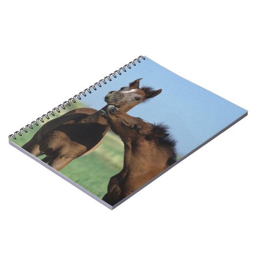 Foalen afspelen 2 notitieboek (Linkerzijde)