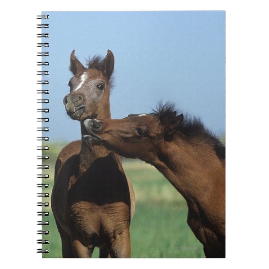 Foalen afspelen 2 notitieboek (Voorkant)