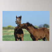 Foalen afspelen 2 poster (Voorkant)