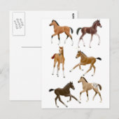 Foalen Briefkaart (Voorkant / Achterkant)