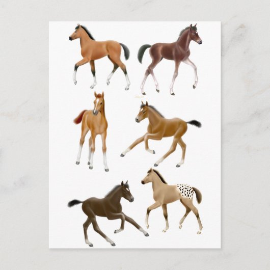 Foalen Briefkaart (Voorkant)