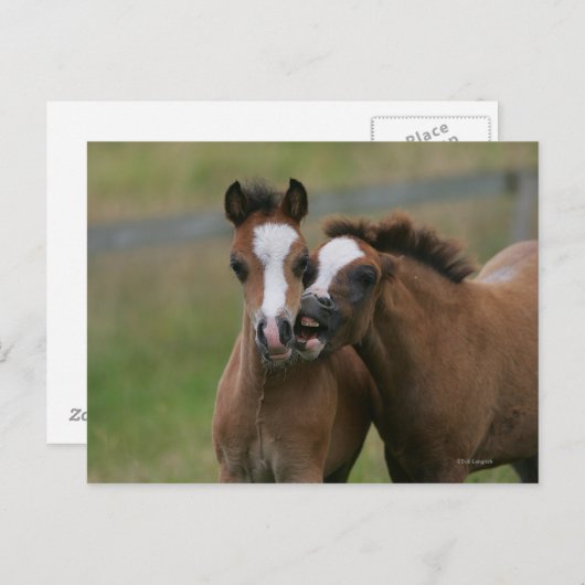 Foals afspelen briefkaart (Voorkant / Achterkant)