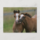 Foals afspelen briefkaart (Voorkant)