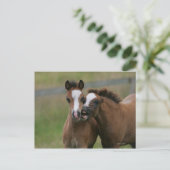 Foals afspelen briefkaart (Staand voorkant)