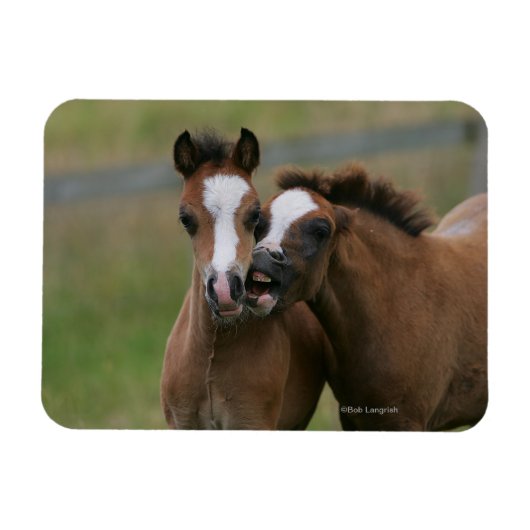 Foals afspelen magneet (Horizontaal)
