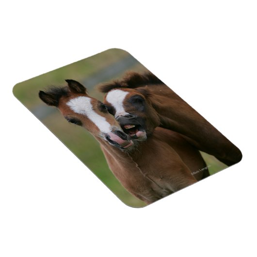 Foals afspelen magneet (Rechterzijde)