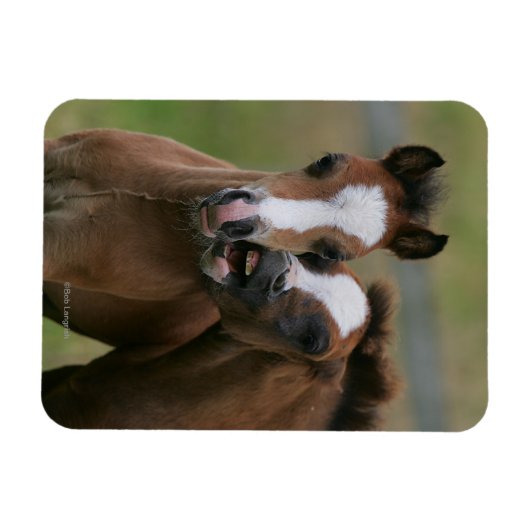 Foals afspelen magneet (Horizontaal)