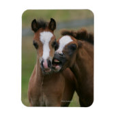 Foals afspelen magneet (Verticaal)