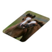 Foals afspelen magneet (Linkerzijde)