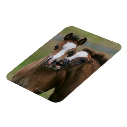 Foals afspelen magneet (Linkerzijde)