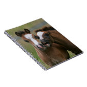 Foals afspelen notitieboek (Rechterzijde)