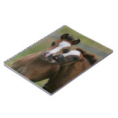 Foals afspelen notitieboek (Linkerzijde)