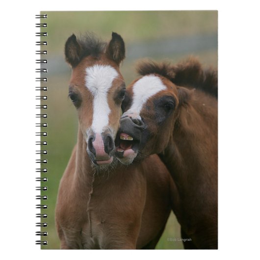 Foals afspelen notitieboek (Voorkant)