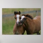 Foals afspelen poster (Voorkant)