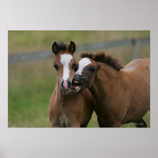 Foals afspelen poster (Voorkant)