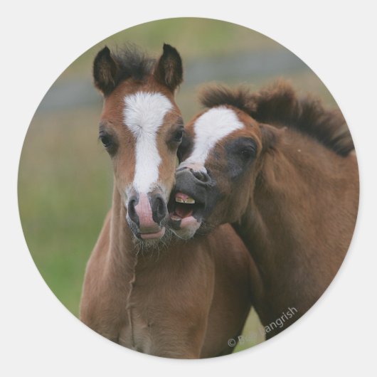 Foals afspelen ronde sticker (Voorkant)