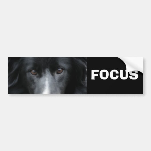 Focus Border Collie Motivatie Bumpersticker (Voorkant)