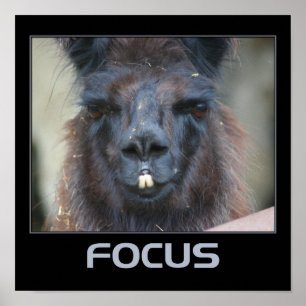 Focus Intense Lama Inspirerend Poster