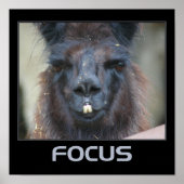 Focus Intense Llama Inspirerend Poster (Voorkant)