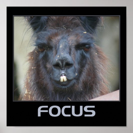 Focus Intense Llama Inspirerend Poster (Voorkant)