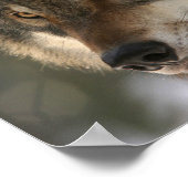 Focus Quote op Wolf Afbeelding Aanmoediging Poster (Hoek)