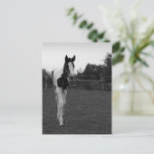 foel briefkaart (Staand voorkant)