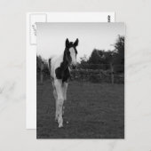 foel briefkaart (Voorkant / Achterkant)