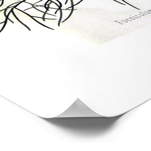 Foeniculum capillaceum (venkel) poster (Hoek)