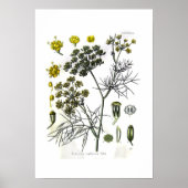 Foeniculum capillaceum (venkel) poster (Voorkant)