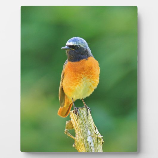 foenicurus ochruros fotoplaat (Voorkant)