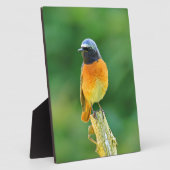 foenicurus ochruros fotoplaat (Zijkant)